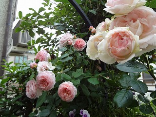 DSC01366.jpg