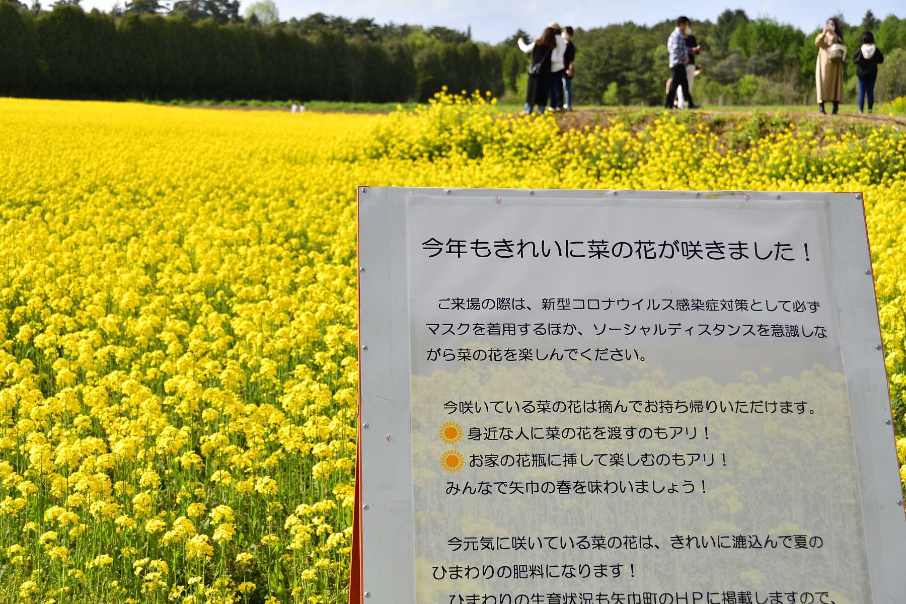 矢巾町の菜の花畑へ見に行きました ふう 出来るだけ書くぞ 楽天ブログ