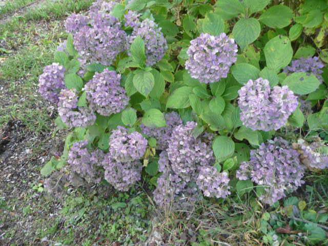 646 紫陽花