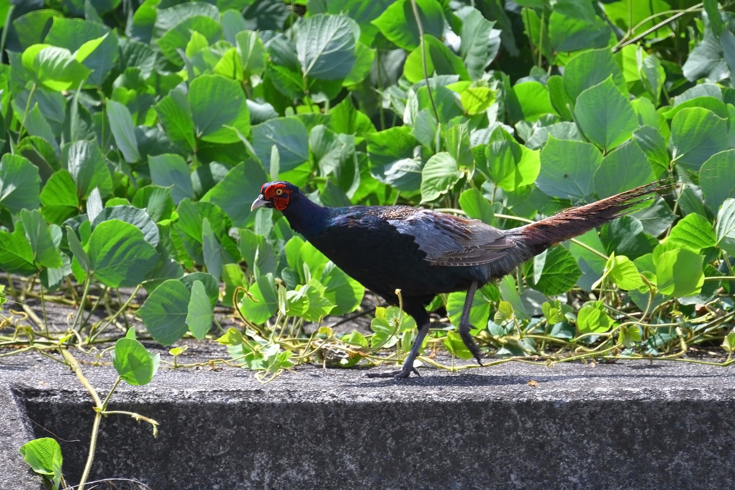 大阪河川敷の野鳥たち キジ カルガモ ムクドリ 他 野鳥との日常生活を綴る 楽天ブログ