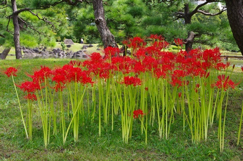 旧芝離宮恩賜庭園の彼岸花