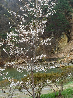 桜