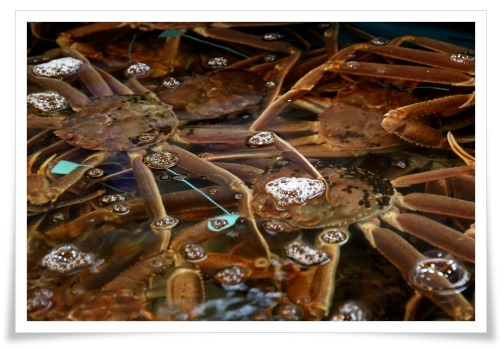 いきいき魚市-12 13.12.29