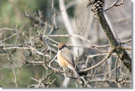 健民海浜公園-5 モズ・メス 14.3.17