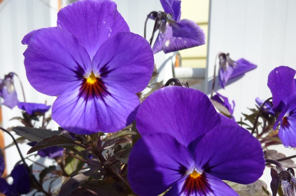 P1030280-001.JPG