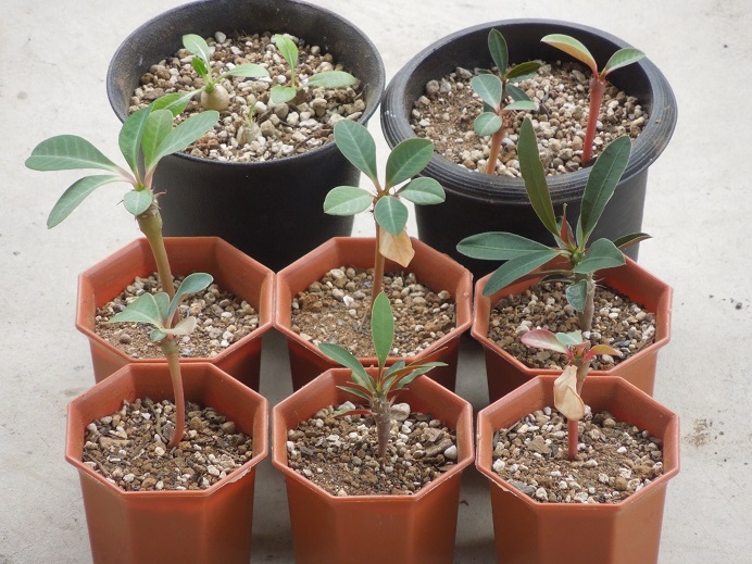 ヴィグイエリ6-25ｰ2