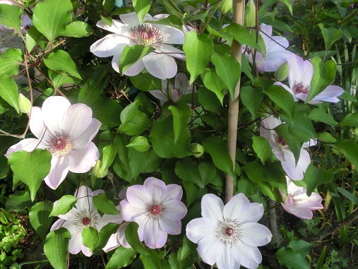 ピンクのクレマチス