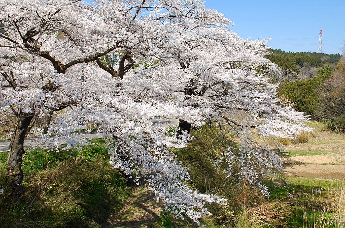 田村神社の敷地から見える桜