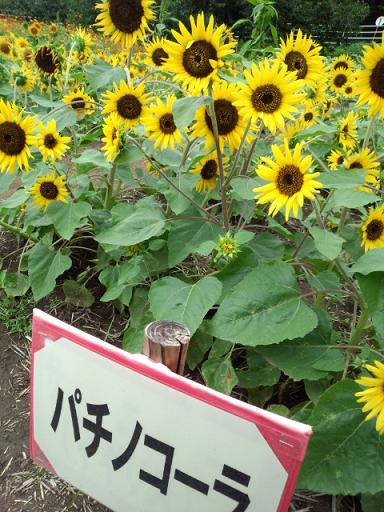 IMG_20130907_11510007.jpg