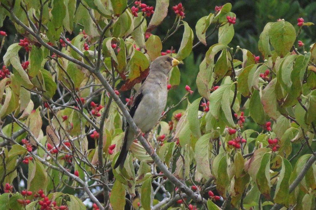 鳥 ハナミズキの実を食べに来たコイカル 稲穂を食うスズメ達 大分金太郎の花鳥蝶月 楽天ブログ