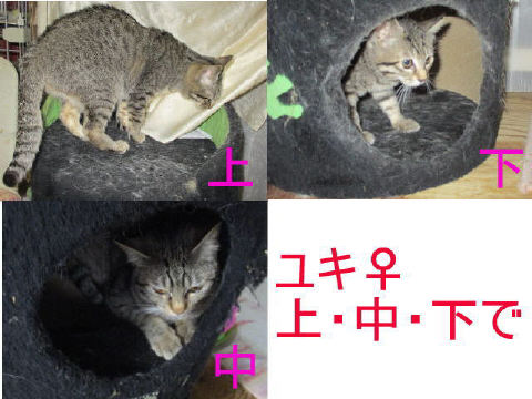 yuki1.jpg