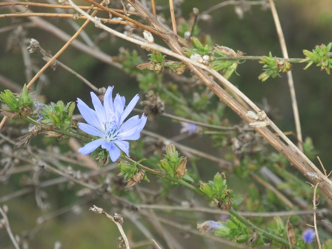 菊苦菜(キクニガナ)？