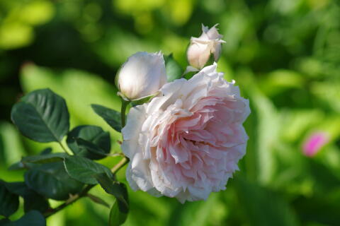 横浜イングリッシュガーデンの薔薇