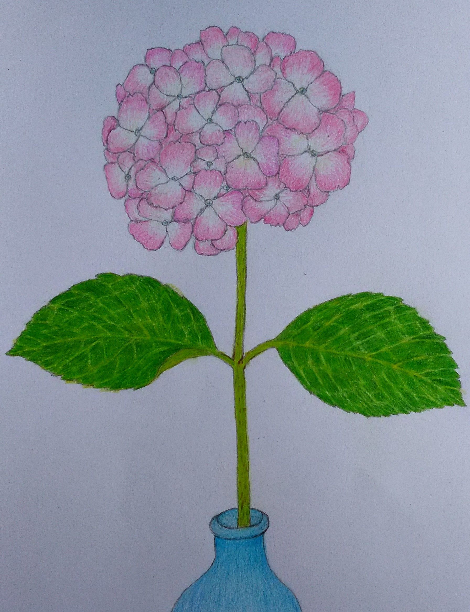 ピンクの アジサイ 紫陽花 の絵を描きました さりぃちゃん On 釣三丸 楽天ブログ