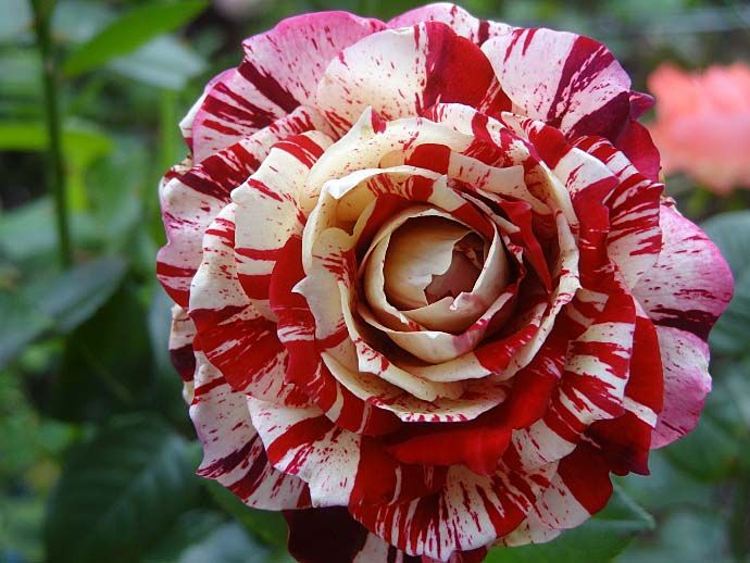 バラの二番花が満開 絞りのバラ かおり クロード モネ バラの美と香りを求めて 楽天ブログ