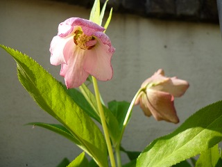 P1170998ss.jpg