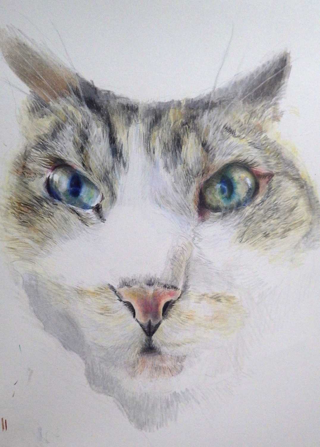 カリスマカラーで猫の色鉛筆画 画材マニアのアートブログ 楽天ブログ