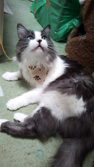 141018-Tissue4-naka2