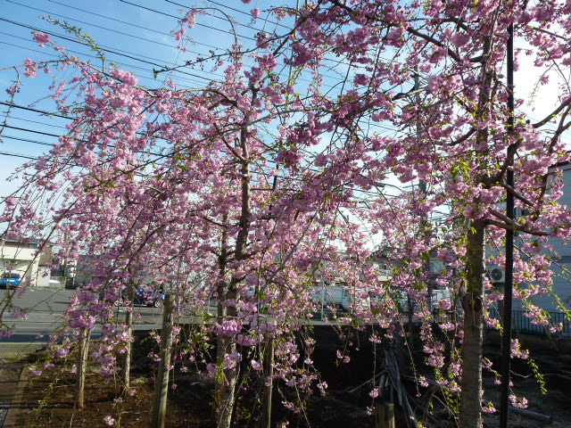 392 駐車場しだれ桜