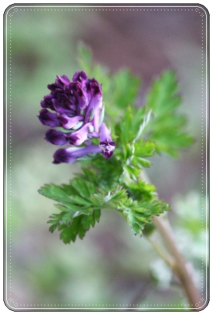 樹木公園-21 ムラサキケマン 13.4.28