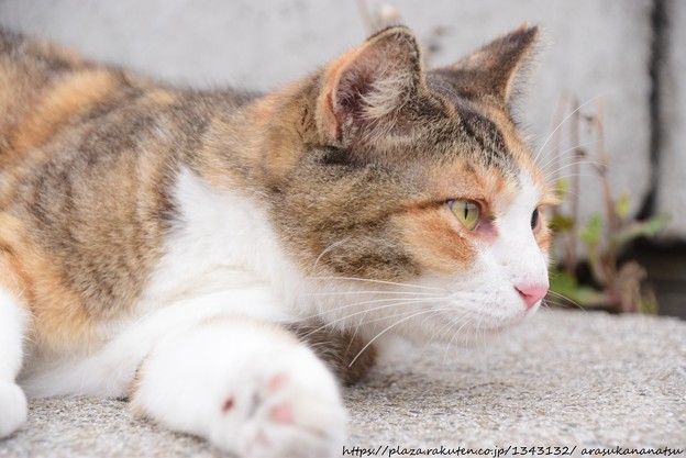 猫のお話というかトラウマが | 今日の予定 - 楽天ブログ