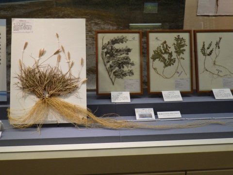 大阪市立自然史博物館2017年7月中旬7　海浜植物