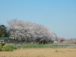 上栢間さくら