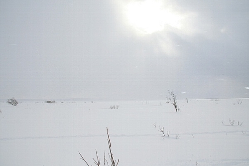 snowshue3