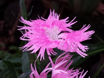 20160629_160238 (400x299).jpg