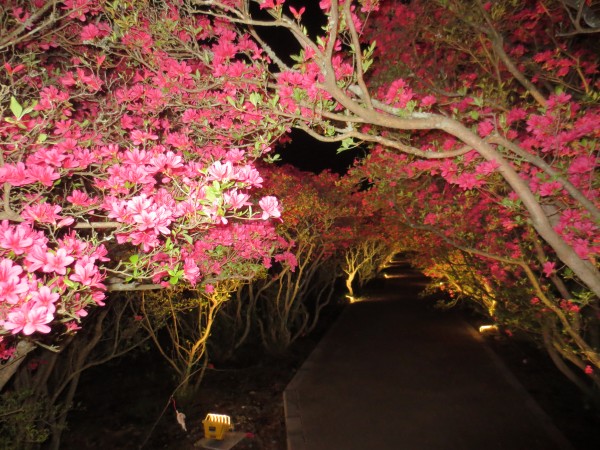 つつじライトアップ