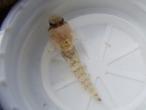 串本磯採集2016年10月上旬43　ヤハズハゼ（Bathygobius cyclopterus）の疑い