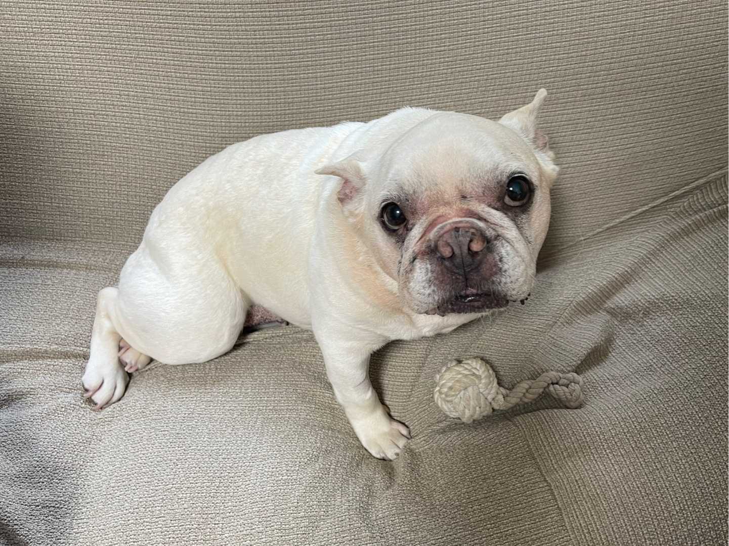 愛犬 の記事一覧 しあわせまんじゅう 楽天ブログ