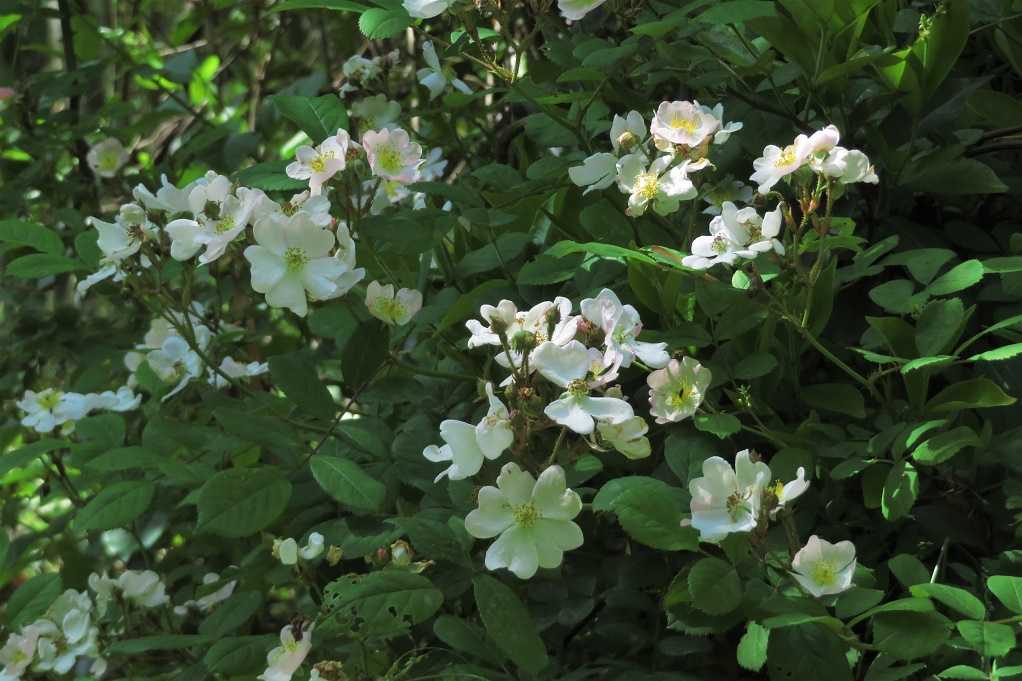 野の花；ノイバラ、オヘビイチゴ、ハハコグサ、ハルジオンと