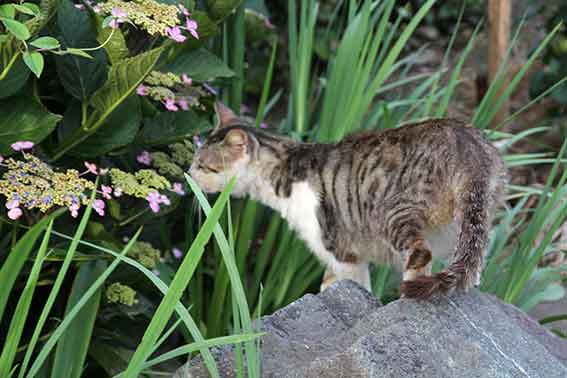 我が家のニャンコ♪2016/6/6-3