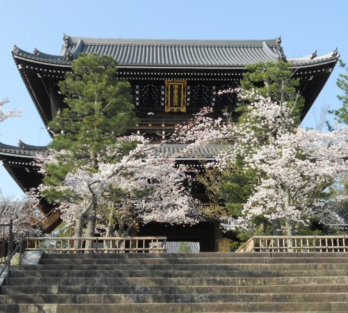 2015-3-31 黒谷さんの桜.jpg