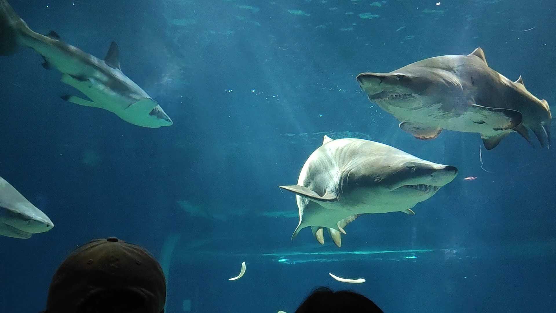 アクアワールド大洗　サメの水槽　餌やりタイム