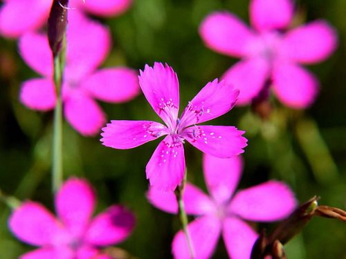 小さい花だが目立つノハラナデシコ ポーランドからの写真 楽天ブログ