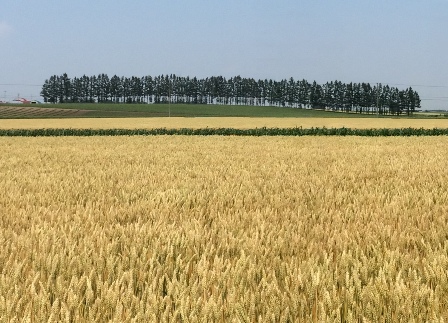 18_golden wheat!!.JPG