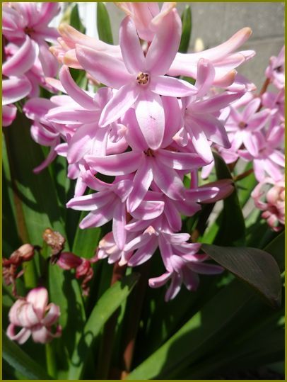 令和２年３月25日 ヒヤシンス香り仄かに自己主張 花の歳時記 天南星の魅力 山野草 楽天ブログ