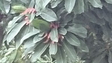 やまもも