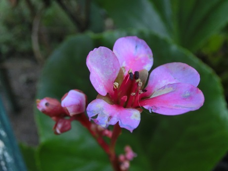 ヒマラヤユキノシタ