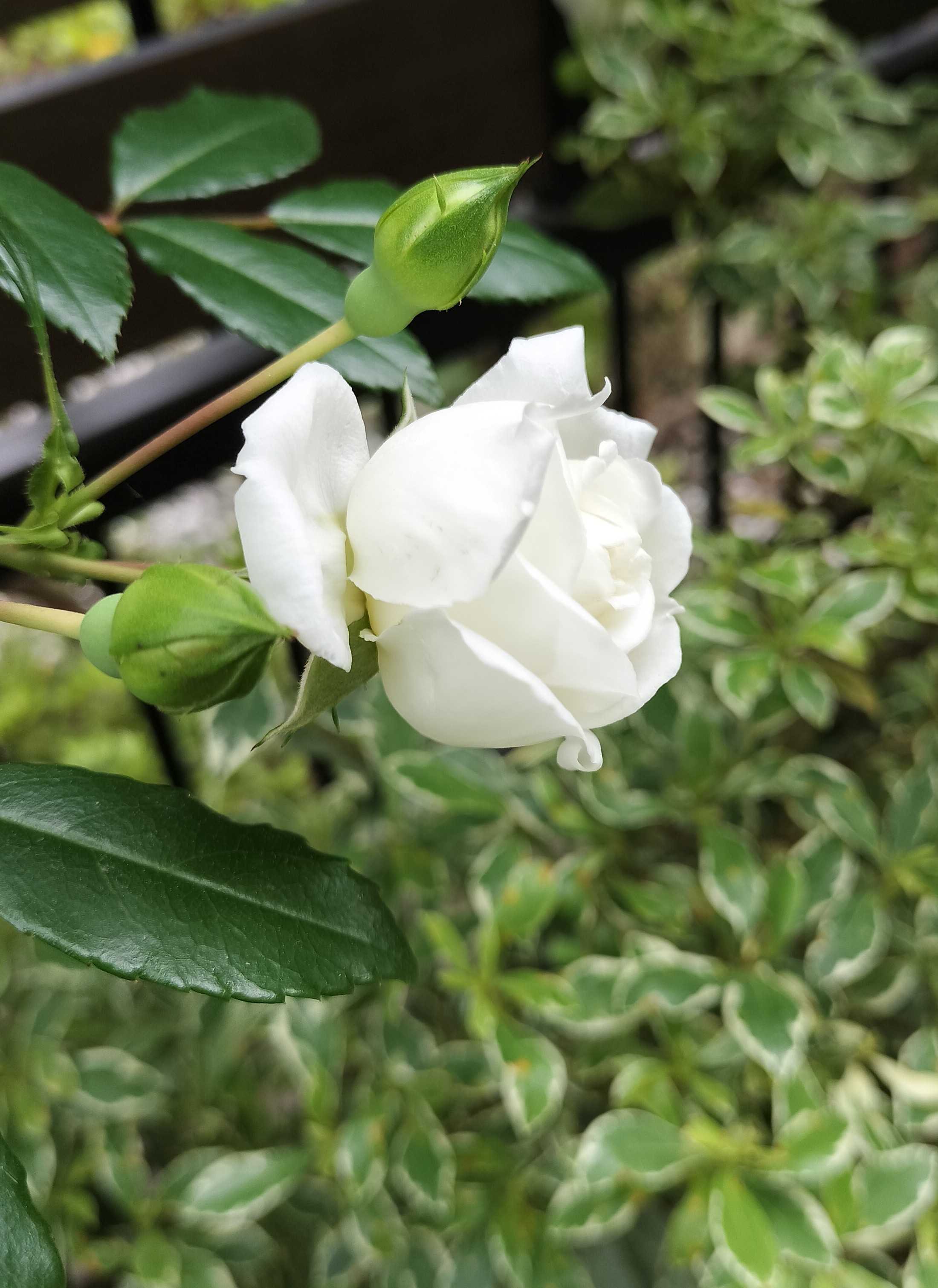 白花 今の時期に咲く白い花 | たねをまく日々 - 楽天ブログ