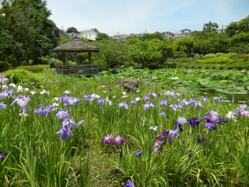 馬場花木園にて