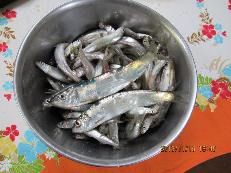 群別で魚釣り 11月15日 木 一日一電 楽天ブログ