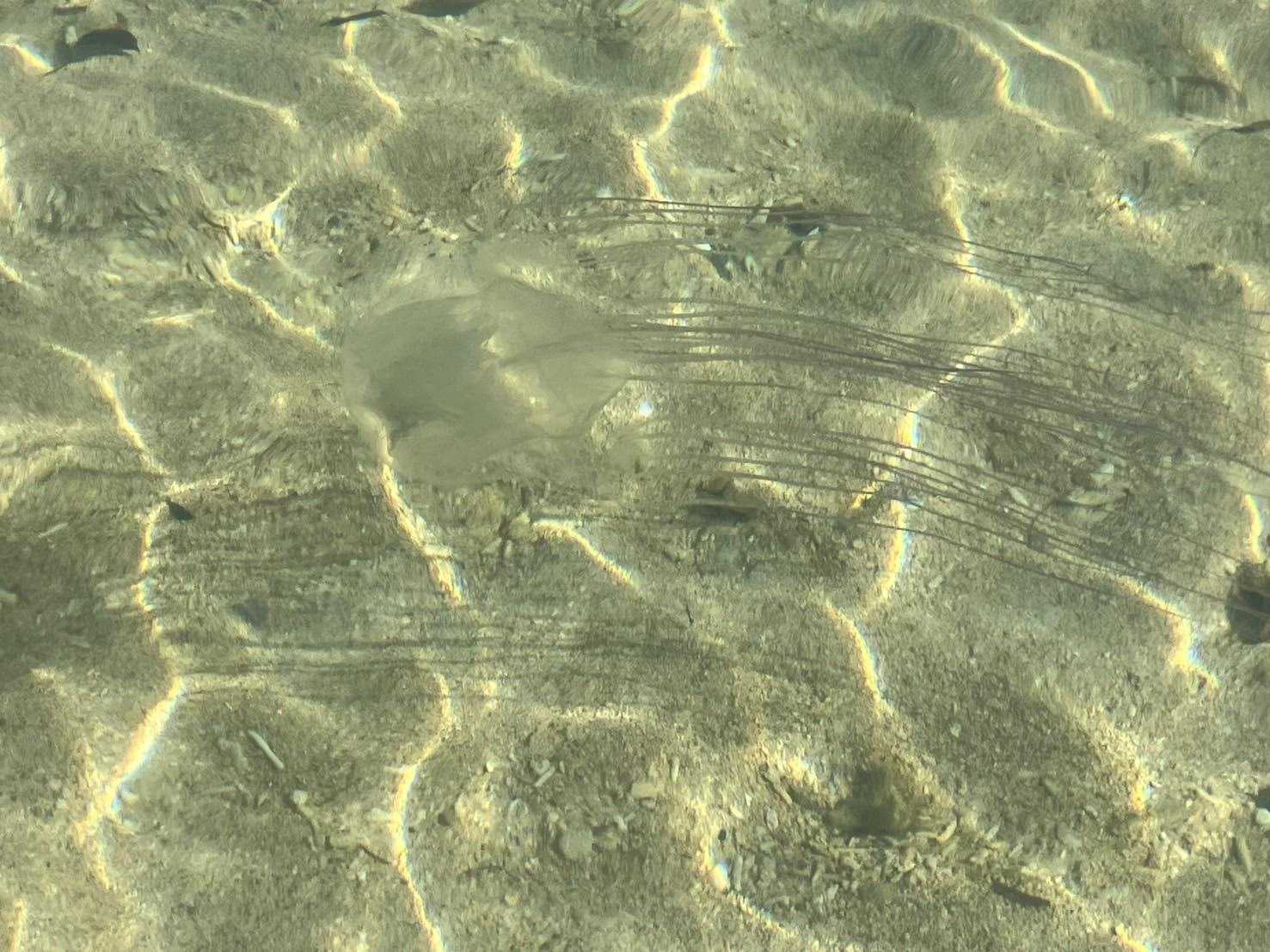 ペンションシーシャイン　歩いて5分くらいのビーチ クラゲがいた