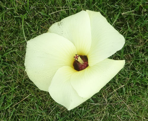 花オクラ２.jpg