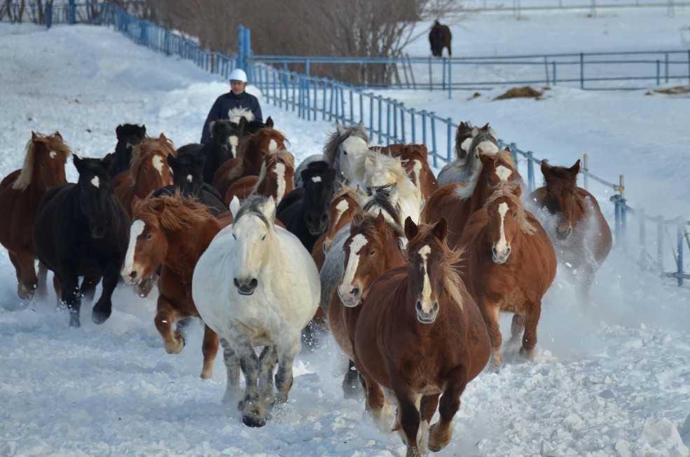 農用馬の馬追運動 十勝よろず写真館 楽天ブログ