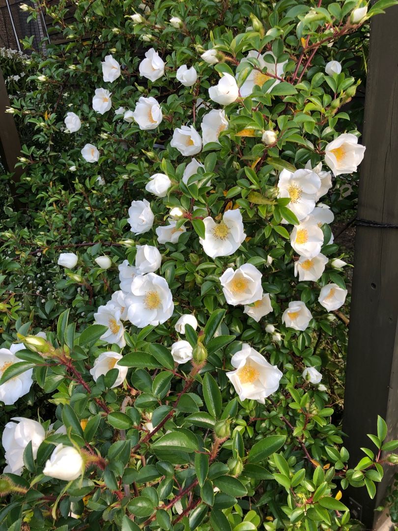 コロナ禍があろうと無かろうと 季節に成れば花は咲く 名古屋b食倶楽部 楽天ブログ