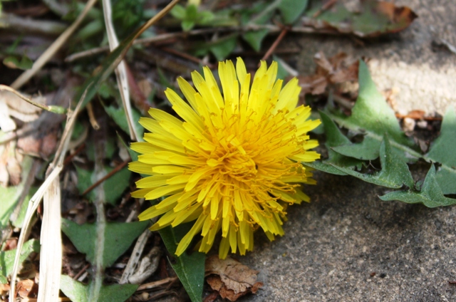 20140330 tanpopo 4.jpg