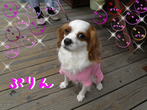 ぷりん.JPG